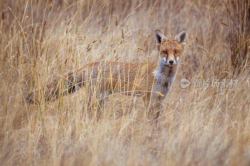 红狐(Vulpes Vulpes)